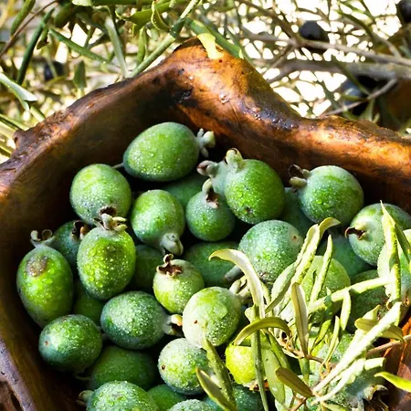 Alavya 2* 알라카티